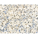 Phospho-Histone H3 (Thr3) Antibody -AF3831