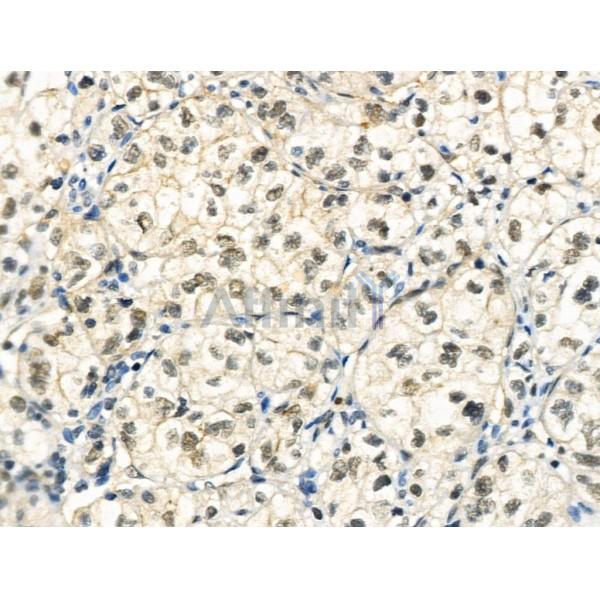 Phospho-Histone H3 (Thr3) Antibody -AF3831