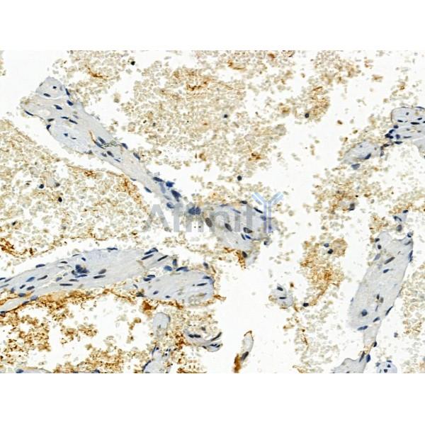 Phospho-Perilipin-1 (Ser522) Antibody -AF3834