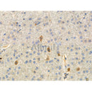 Phospho-Paxillin (Ser178) Antibody -AF3835