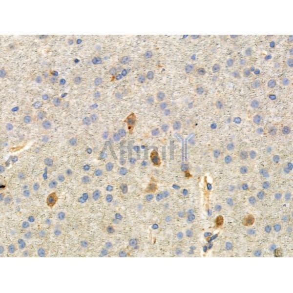 Phospho-Paxillin (Ser178) Antibody -AF3835