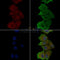 Phospho-NCF1/p47-phox (Ser328) Antibody -AF3836