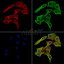 Phospho-Mitofusin 2 (Ser442) Antibody -AF3838