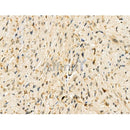 Phospho-ZEB2 (Ser784) Antibody -AF3840