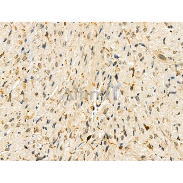 Phospho-ZEB2 (Ser784) Antibody -AF3840