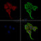 Phospho-MLKL (Thr357) Antibody -AF3846