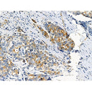 Phospho-Cytokeratin 18 (Ser51) Antibody -AF3849