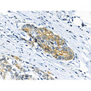 Phospho-Cytokeratin 18 (Ser53) Antibody -AF3850