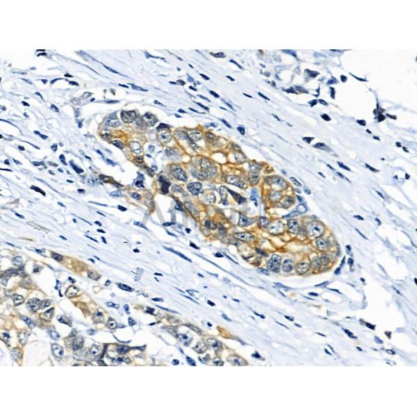 Phospho-Cytokeratin 18 (Ser53) Antibody -AF3850
