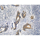 Phospho-TGFBR1 (Thr186) Antibody -AF3854