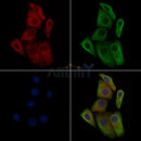 Phospho-TGFBR2 (Ser553) Antibody -AF3855
