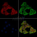 Phospho-LRP6 (Ser1420) Antibody -AF3857