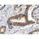 Phospho-MKK7 (Thr275) Antibody -AF3859