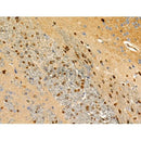 Phospho-MKK7 (Ser271) Antibody -AF3860