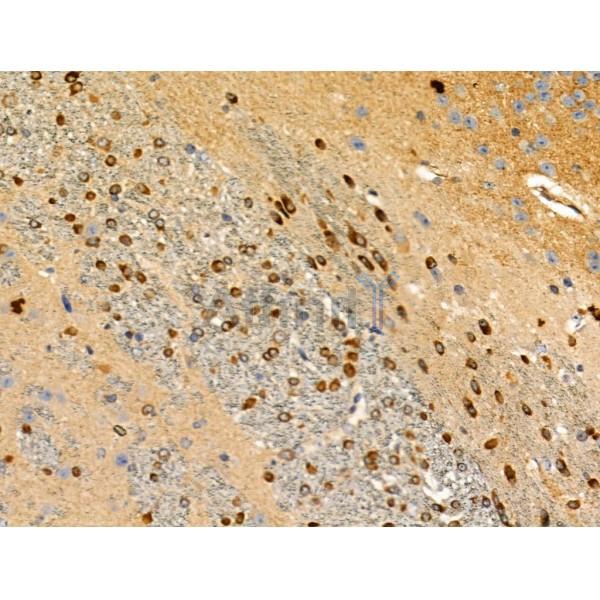 Phospho-MKK7 (Ser271) Antibody -AF3860