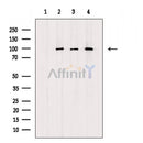 Phospho-TLR3 (Tyr858) Antibody -AF3864