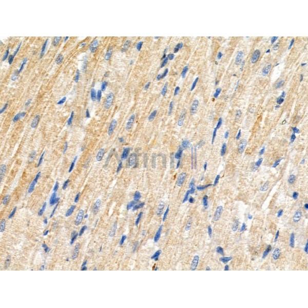 Phospho-ZIP7 (Ser275/Ser276) Antibody -AF3866