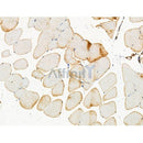 Phospho-PKD1/PKC mu (Ser205) Antibody -AF3867