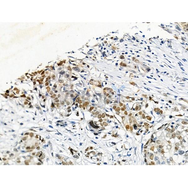 Phospho-Histone H3 (Ser28) Antibody -AF3868