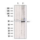 Phospho-Caspase 9 (Ser196) Antibody -AF3870