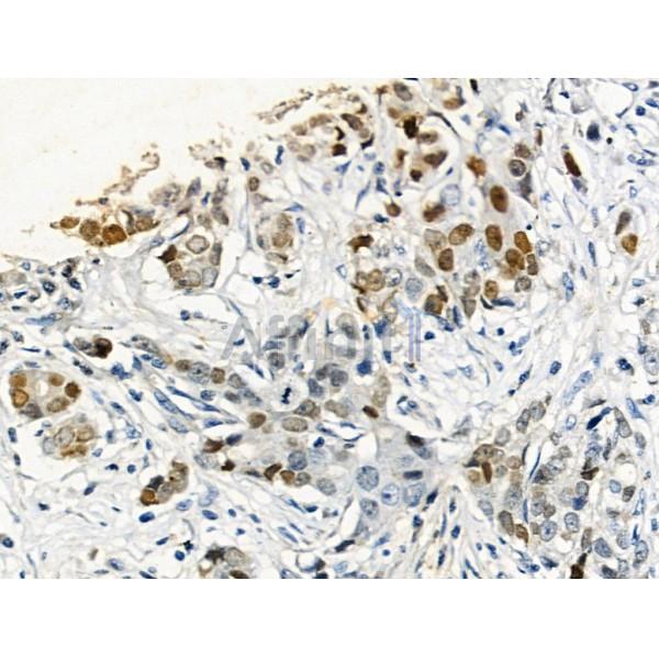 Phospho-p53 (Ser33) Antibody -AF3873