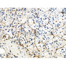 Phospho-ZO-2 (Tyr1118) Antibody -AF3874