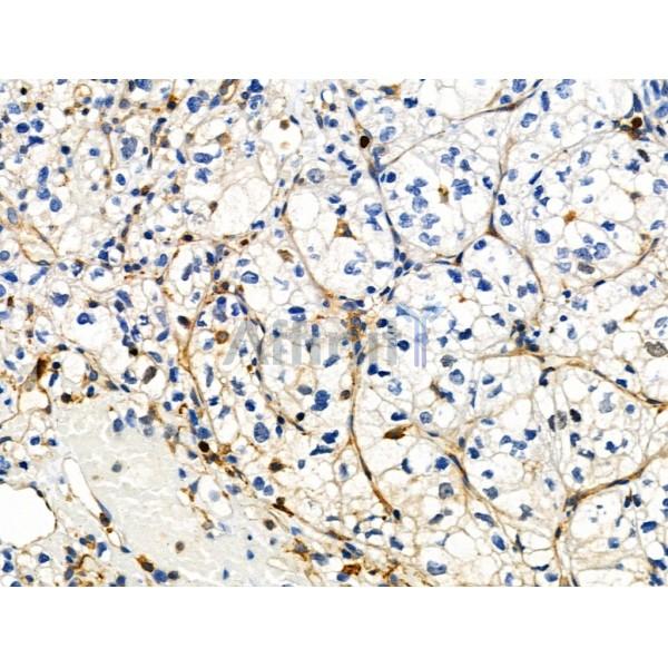 Phospho-ZO-2 (Tyr1118) Antibody -AF3874