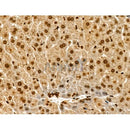 Phospho-MCM2 (Ser108) Antibody -AF3877