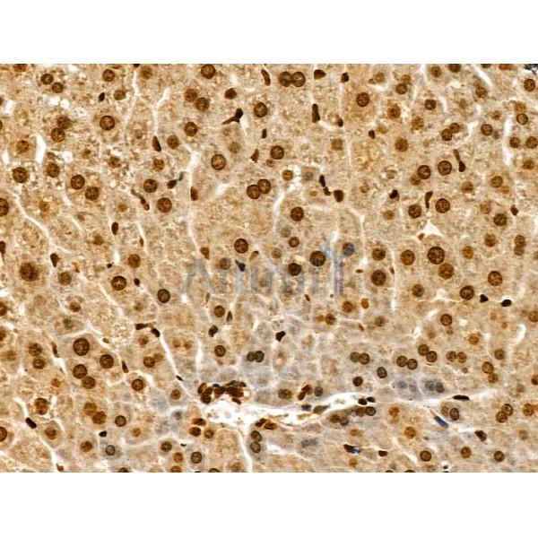 Phospho-MCM2 (Ser108) Antibody -AF3877