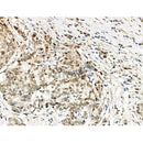 Phospho-SMC1 (Ser957) Antibody -AF3878