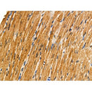 Phospho-BID (Ser78) Antibody -AF3879