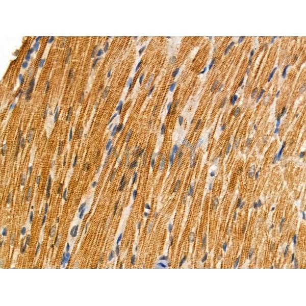 Phospho-BID (Ser78) Antibody -AF3879