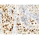Phospho-MCM2 (Ser41) Antibody -AF3880