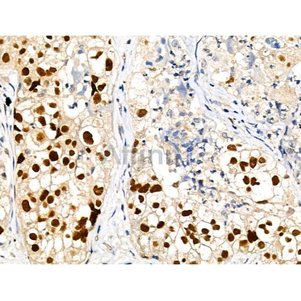 Phospho-MCM2 (Ser41) Antibody -AF3880