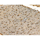 Phospho-IRF7 (Ser471/Ser472) Antibody -AF3885