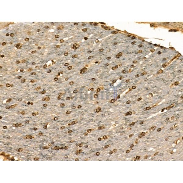 Phospho-IRF7 (Ser471/Ser472) Antibody -AF3885