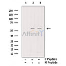 Phospho-IRF-7 (Ser437/Ser438) Antibody -AF3886