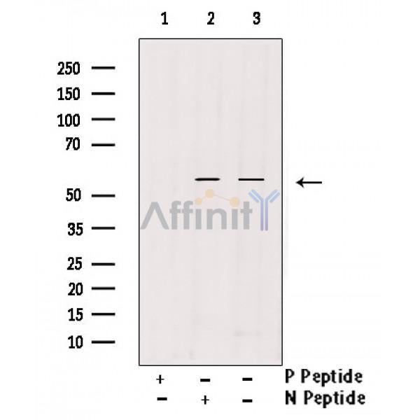 Phospho-IRF-7 (Ser437/Ser438) Antibody -AF3886