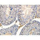 Phospho-UBA52 (Ser65) Antibody -AF3888