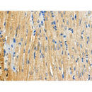 Phospho-RIPK3 (Ser227) Antibody -AF3893