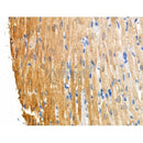 Phospho-RIPK3 (Ser199) Antibody -AF3894