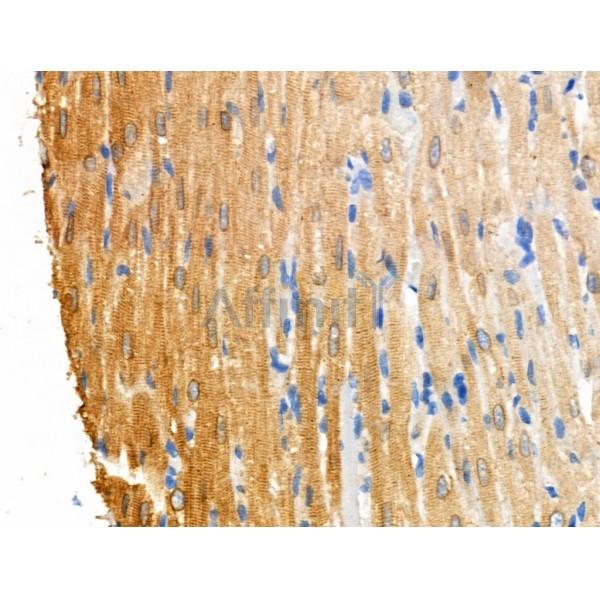 Phospho-RIPK3 (Ser199) Antibody -AF3894