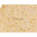 Phospho-MLKL (Ser360) Antibody -AF3901