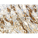 Phospho-MLKL (Ser345) Antibody -AF3902