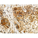Phospho-MLKL (Ser347) Antibody -AF3903
