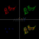 Phospho-MLKL (Ser352) Antibody -AF3905