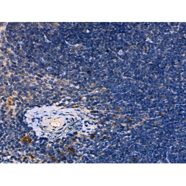 Phospho-IRF7 (Ser479) Antibody -AF3909