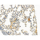Phospho-IL-2R beta/CD122 (Tyr364) Antibody -AF3926