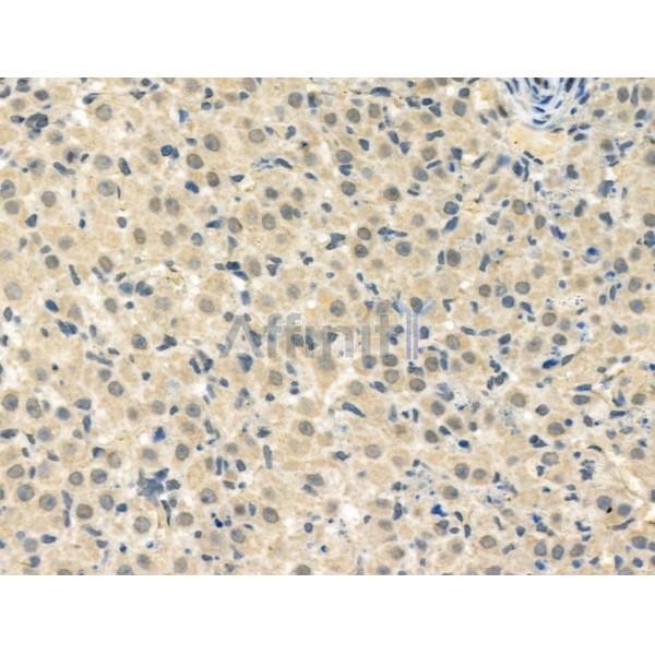 Phospho-HSF1 (Thr142) Antibody -AF3932