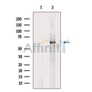 Phospho-Paxillin (Ser272) Antibody -AF3933